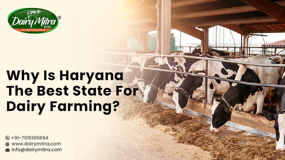 Dairy Farms in Haryana